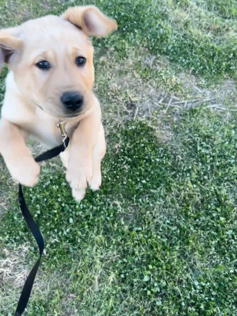 gator, a guide dog trained by aggie guide & service dogs at texas a&m