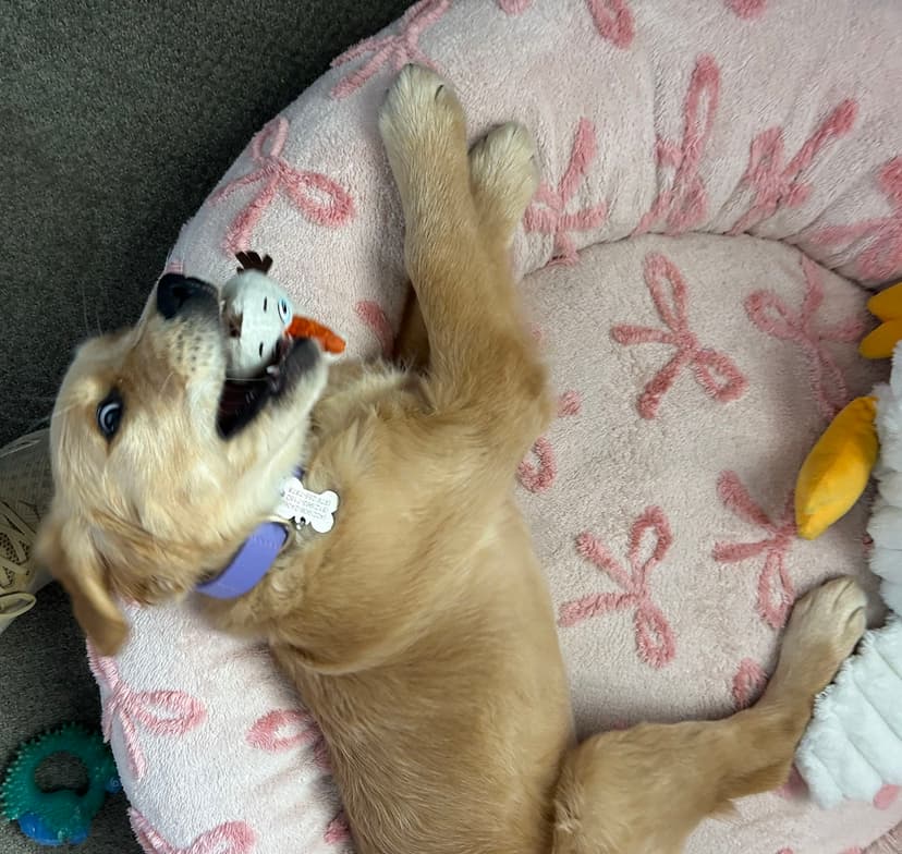 maisie, a guide dog trained by aggie guide & service dogs at texas a&m