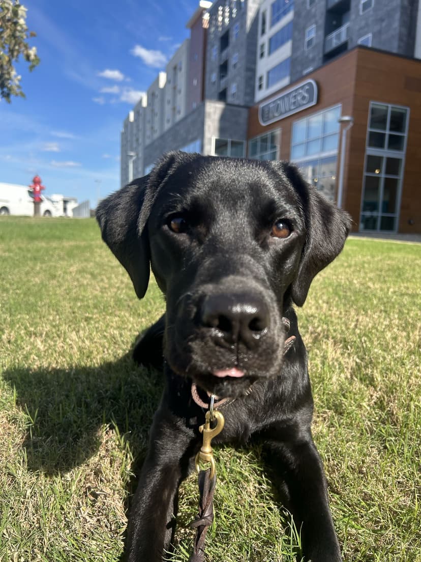 rosie, a guide dog trained by aggie guide & service dogs at texas a&m