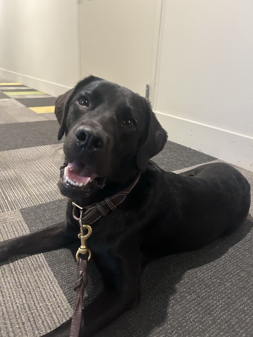 rosie, a guide dog trained by aggie guide & service dogs at texas a&m