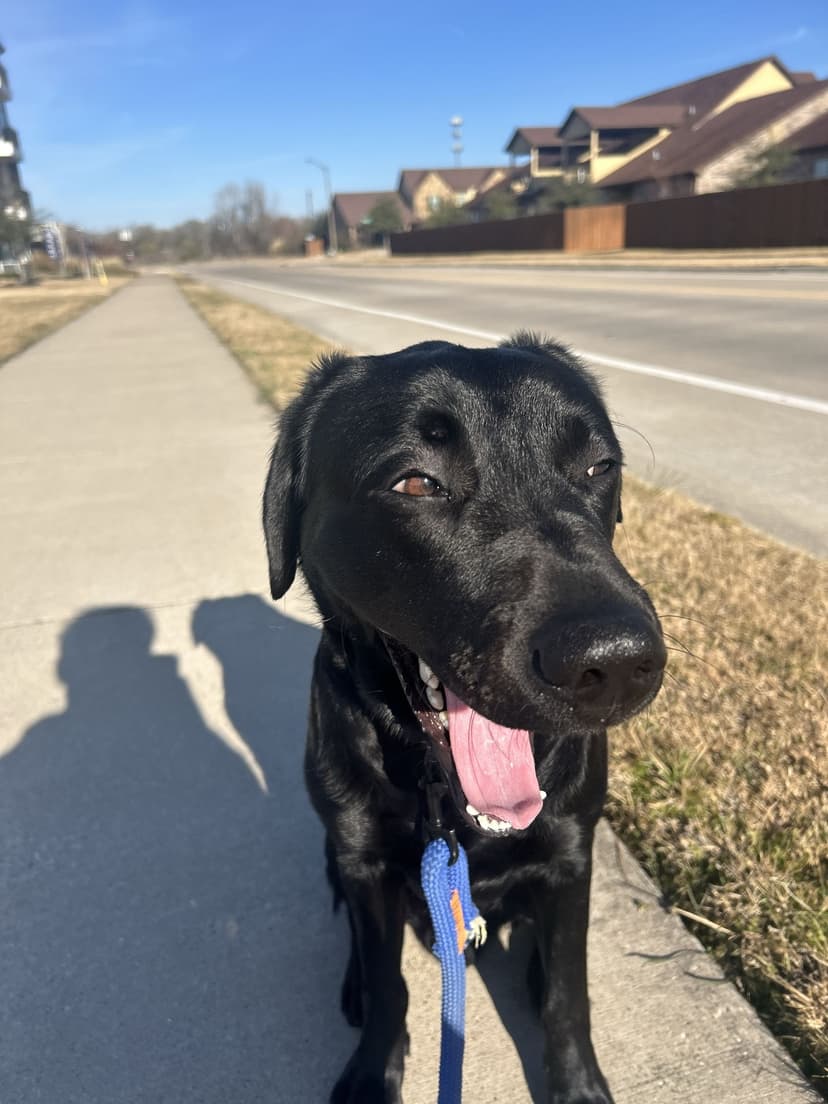 vinny, a guide dog trained by aggie guide & service dogs at texas a&m