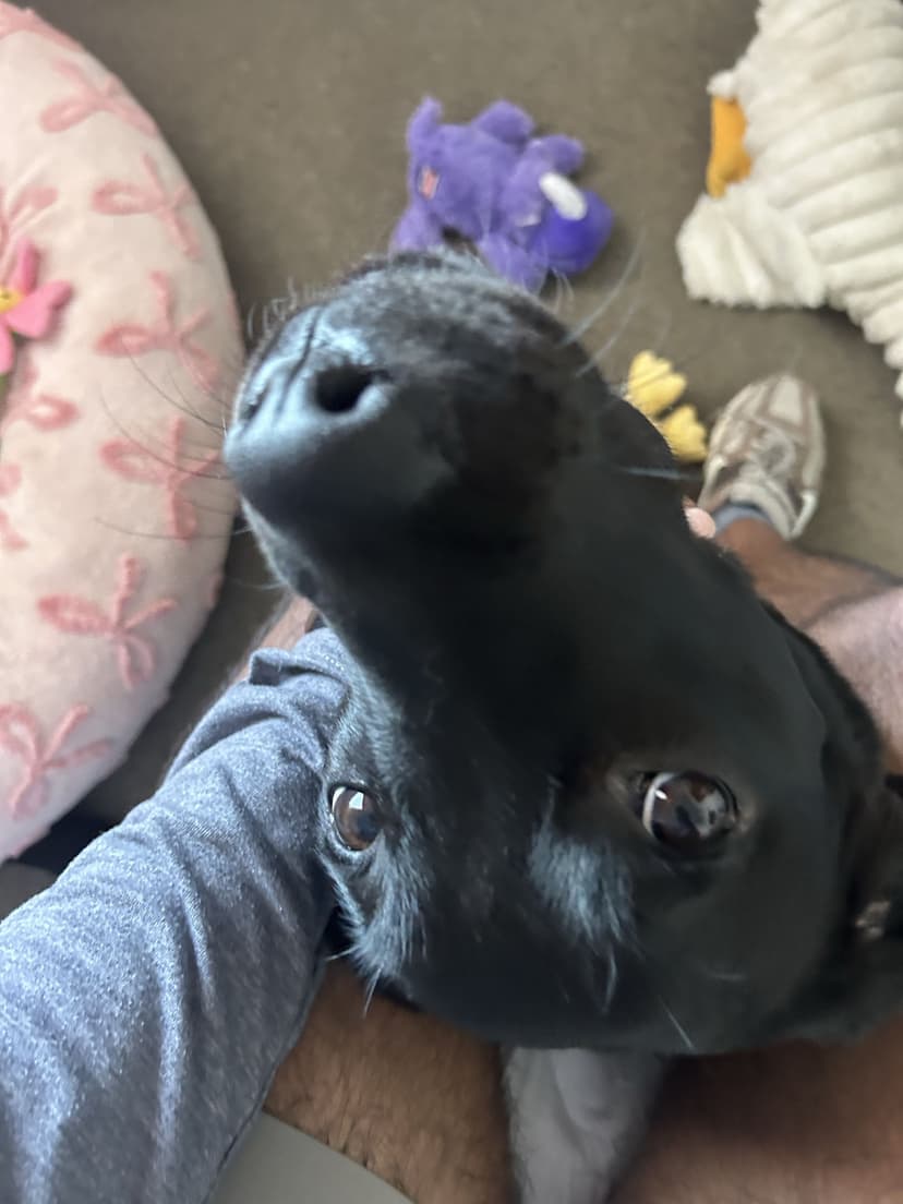 vinny, a guide dog trained by aggie guide & service dogs at texas a&m