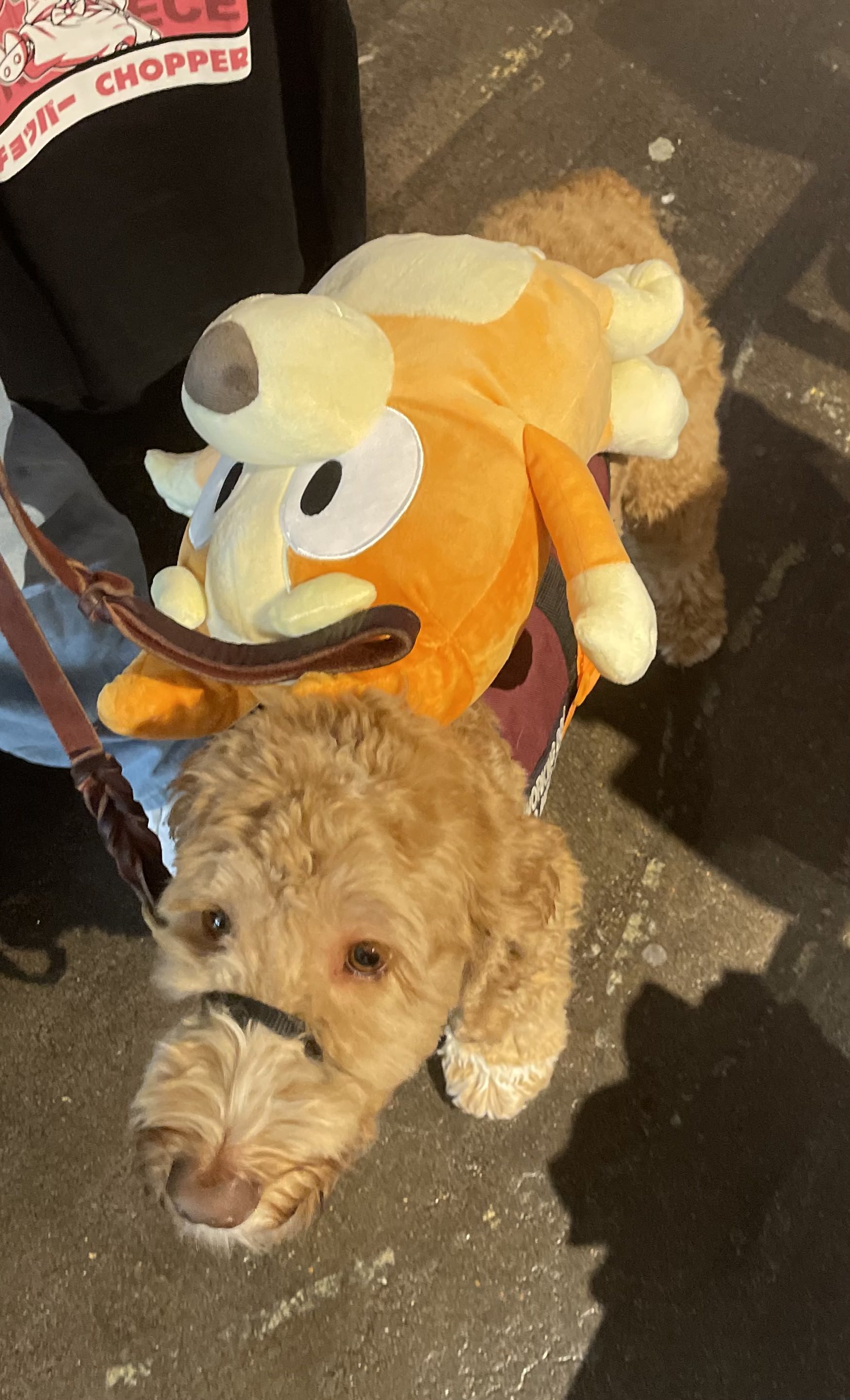 clover the guide dog